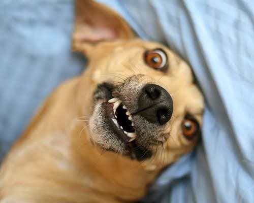 Agosto é popularmente chamado de mês do cachorro louco. Você sabe por quê?