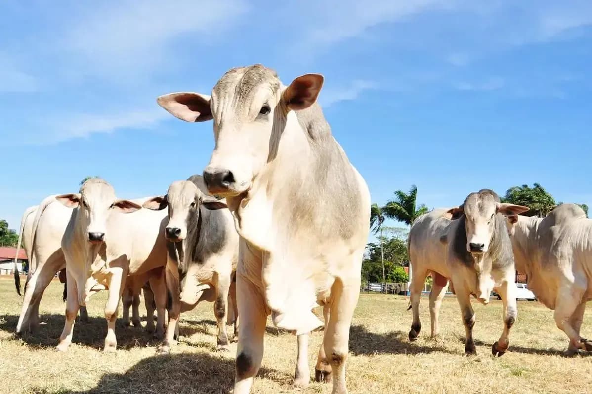 O que é a doença da “vaca louca”? Caso suspeito está sob investigação no Brasil