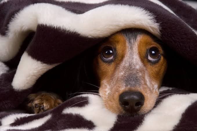 São João: Barulho de fogos de artifício pode desencadear reações graves em pets, alerta especialista