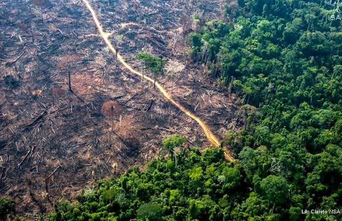 Cai o desmatamento na Amazônia, de acordo com o Inpe