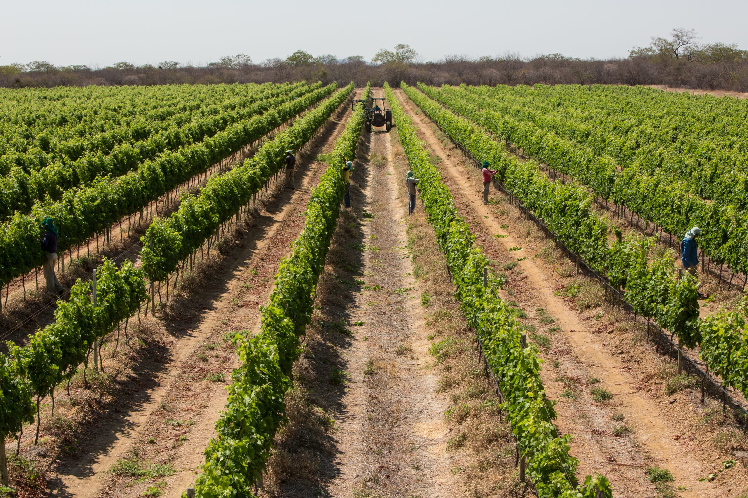 Vale do São Francisco se consolida como região estratégica na produção de espumantes e suas características únicas