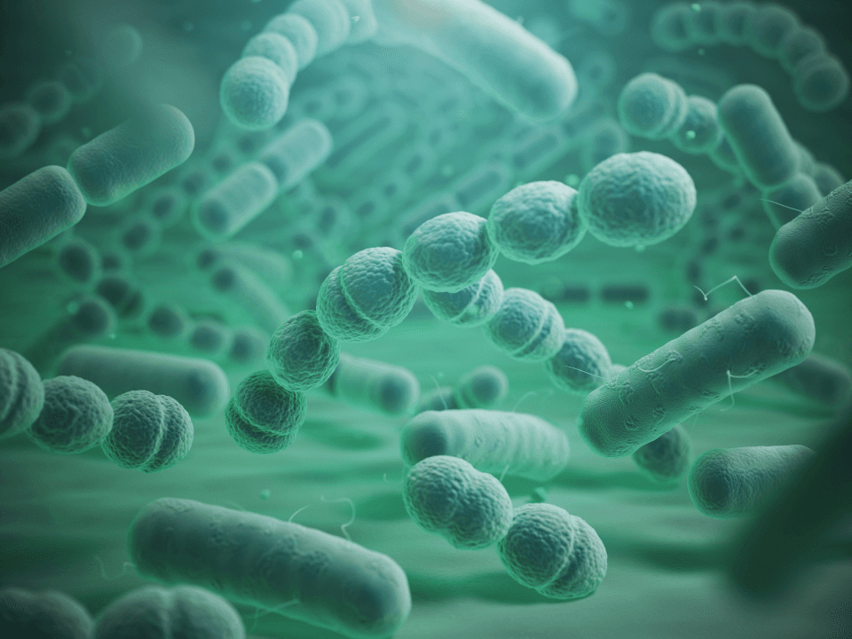 OMS atualiza lista de bactérias que mais ameaçam a saúde humana; pneumococo é uma delas
