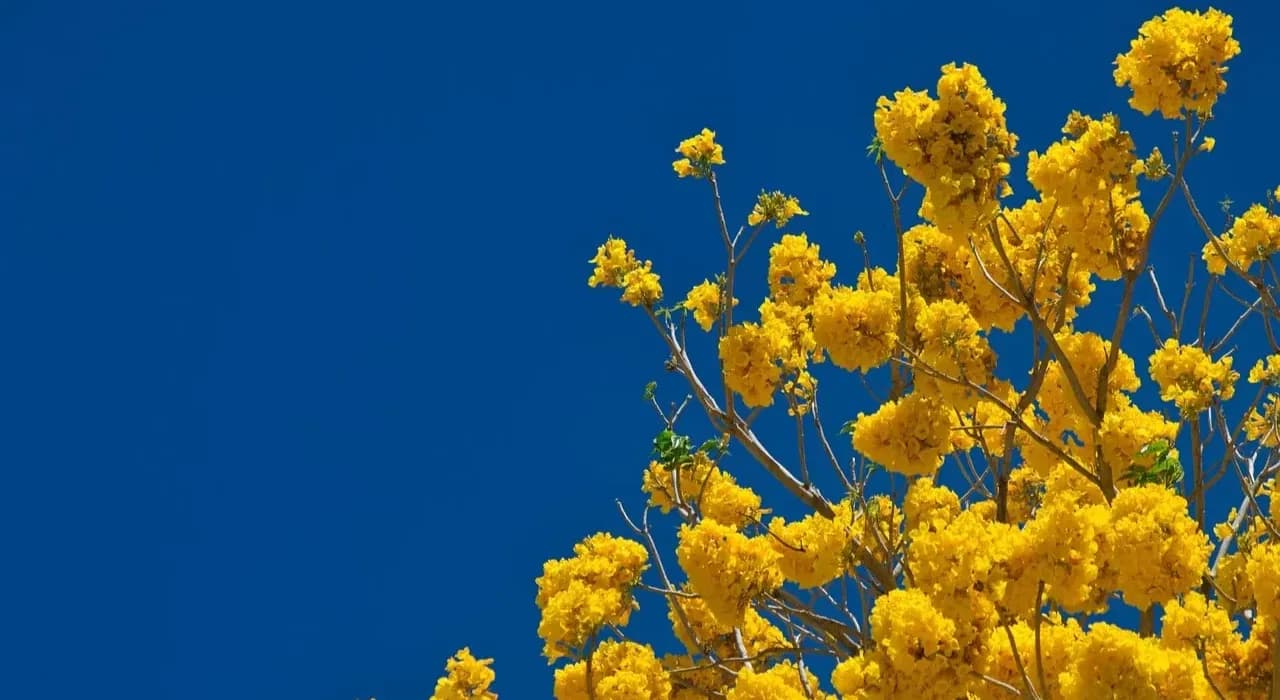 Primavera começa oficialmente em 22 de setembro; grande parte do país terá chuvas abaixo da média em setembro