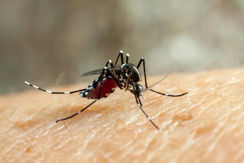 Bahia registra queda de 41% nos casos de dengue em 2026