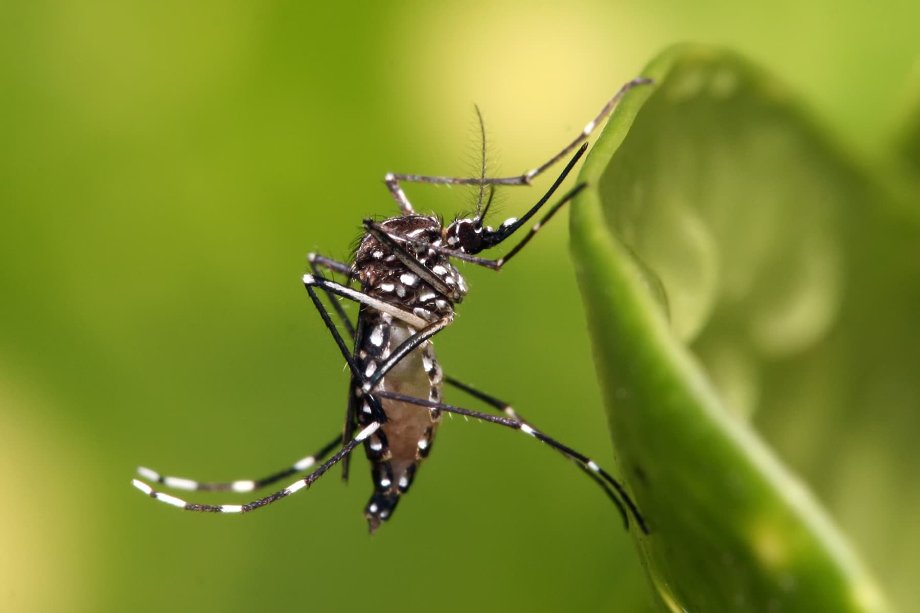 Ministério da Saúde lança campanha nacional para combater o aumento da dengue, Zika e chikungunya