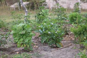 Garantia-Safra transforma vulnerabilidade climática em proteção social em Feira de Santana