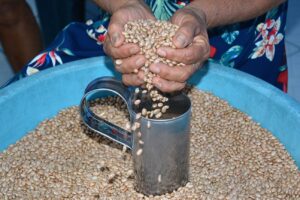 Distribuição de sementes de feijão e milho prevista para o Dia de São José