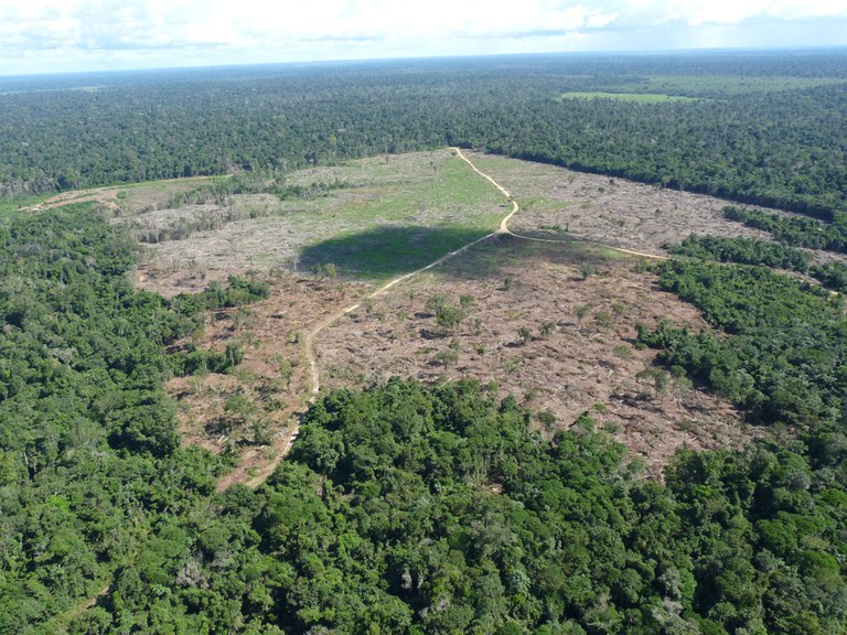 Desmatamento da Amazônia caiu pela metade